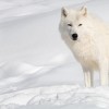 arctic-wolf-rs-wallpaper-1600x1200